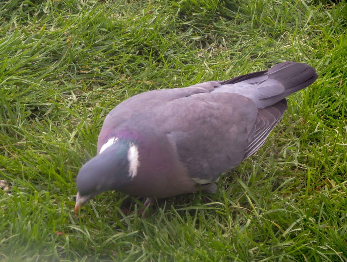 Common Wood-Pigeon - ML616824302