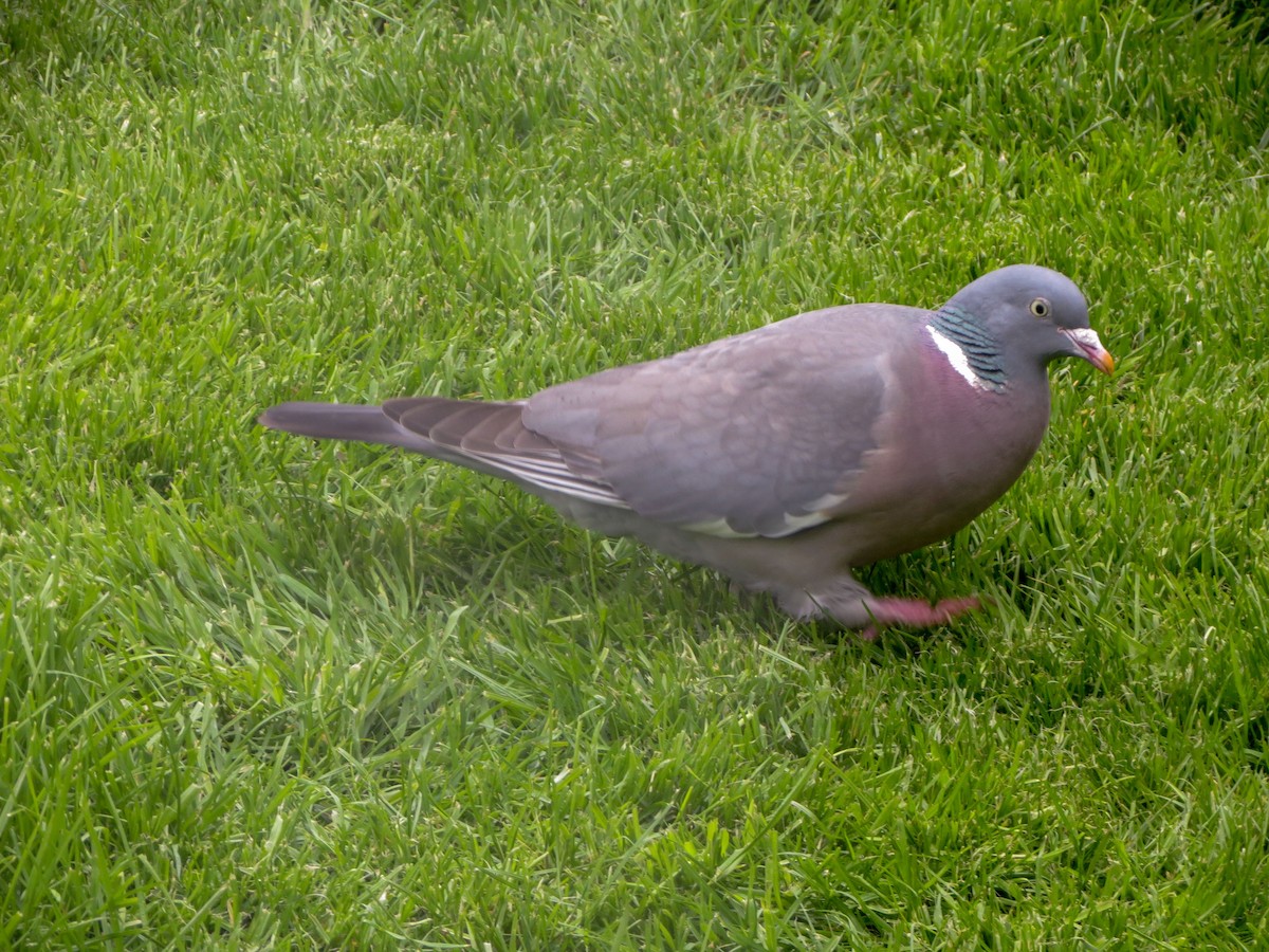 Common Wood-Pigeon - ML616824303
