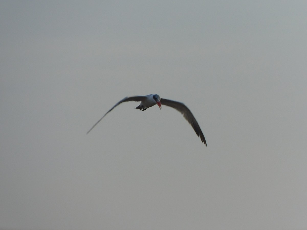 Caspian Tern - ML616824307