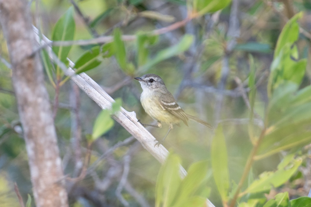 Slender-billed Tyrannulet - ML616824310