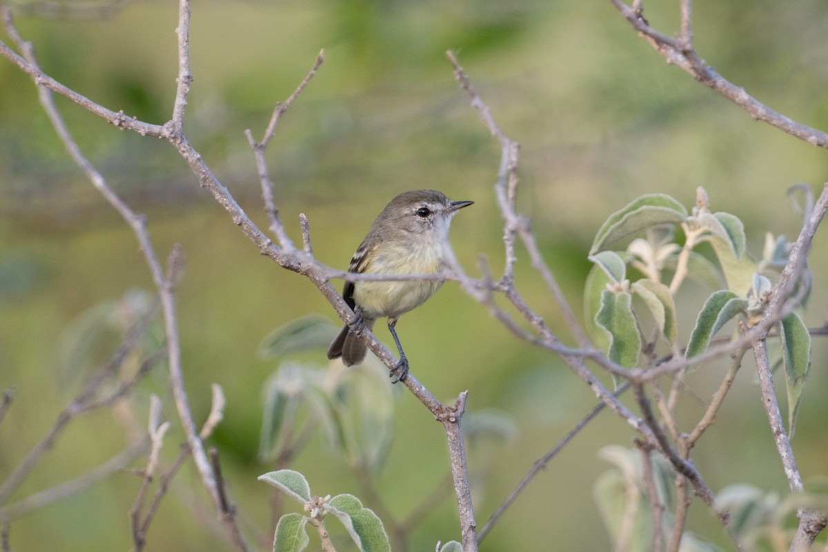 Slender-billed Tyrannulet - ML616824312