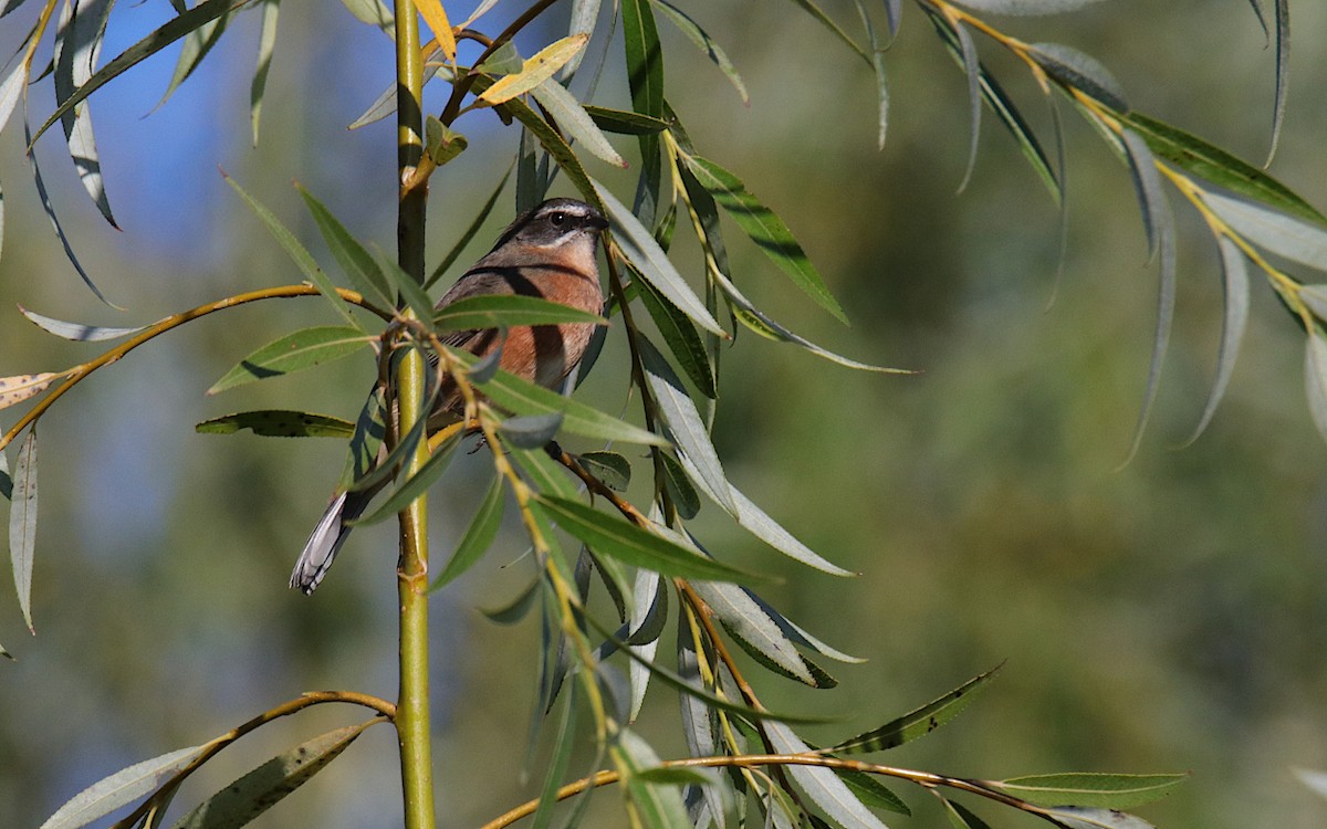 Black-and-rufous Warbling Finch - Diego Trillo