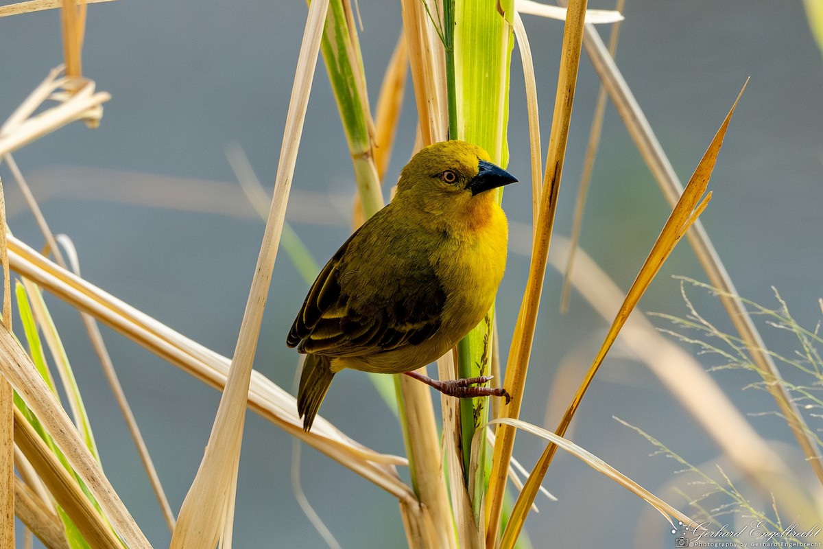 Holub's Golden-Weaver - ML616824329