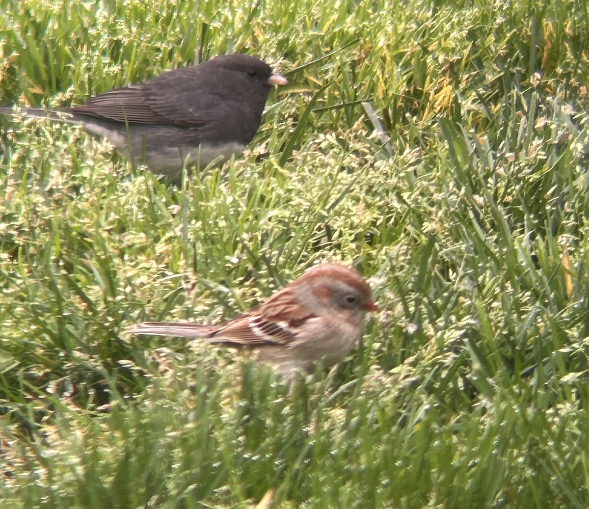 Field Sparrow - ML616824348