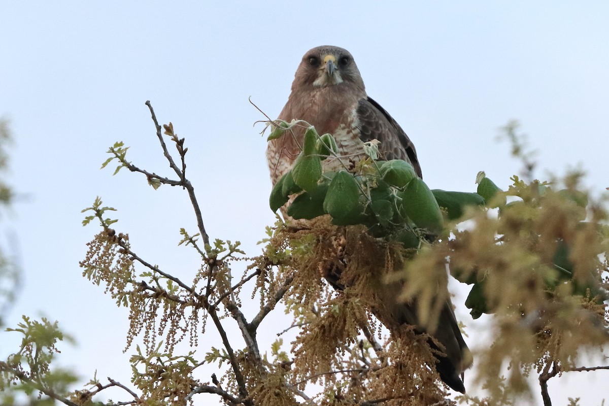 Swainson's Hawk - ML616824404