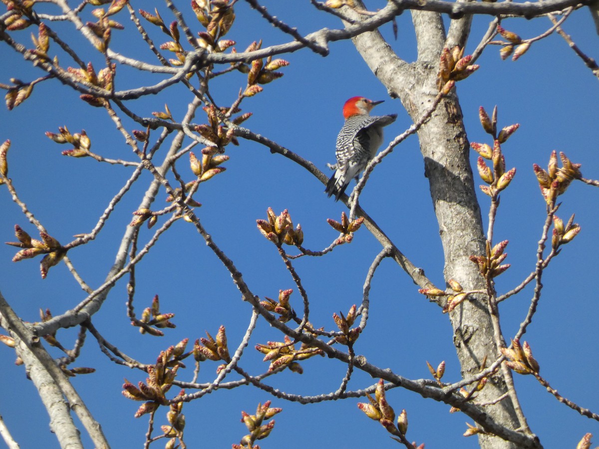 Red-bellied Woodpecker - ML616824426