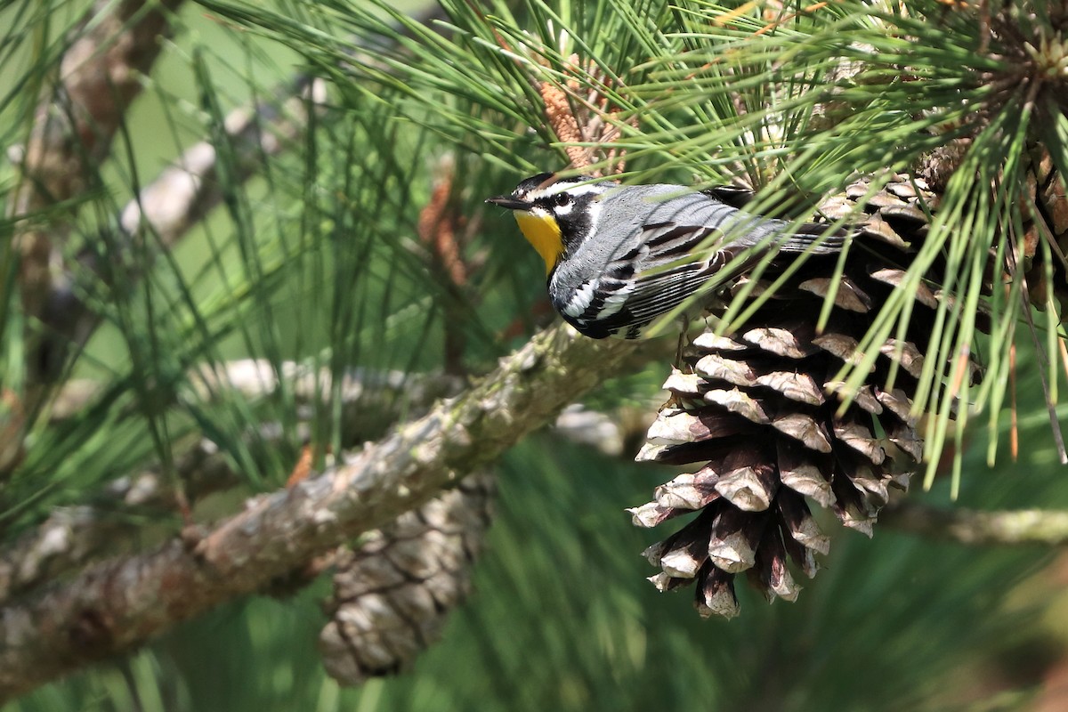 Yellow-throated Warbler - ML616824433