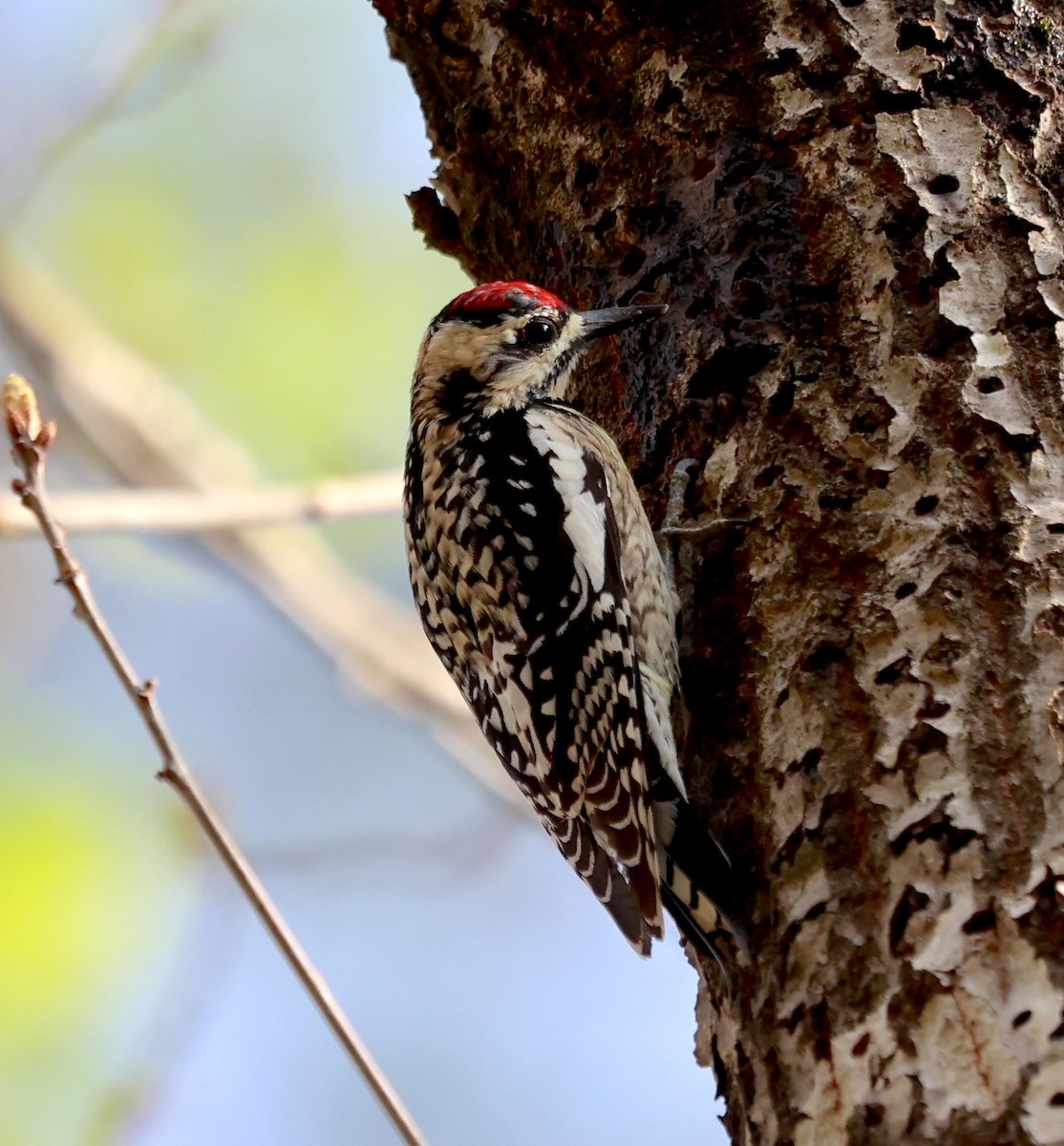 Yellow-bellied Sapsucker - ML616824460