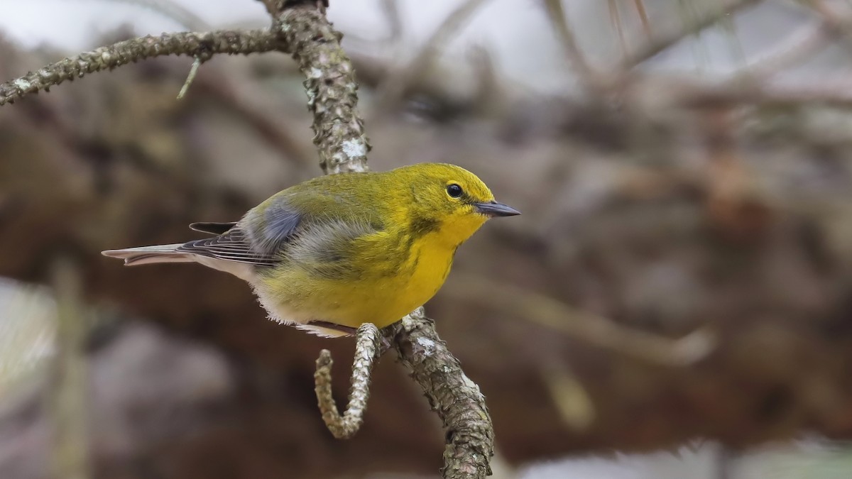 Pine Warbler - Brenda Bull