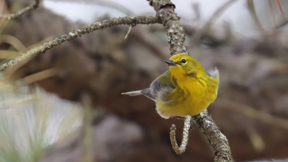 Pine Warbler - ML616824482