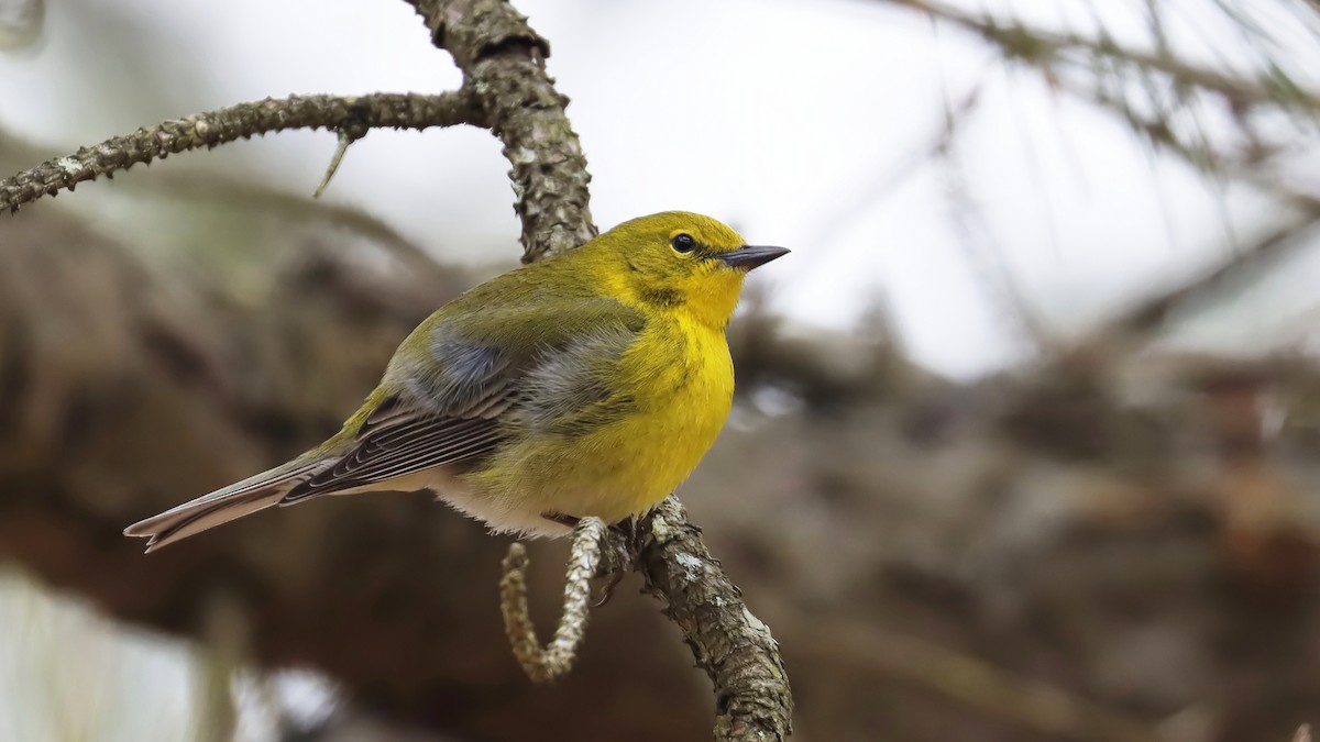 Pine Warbler - ML616824483