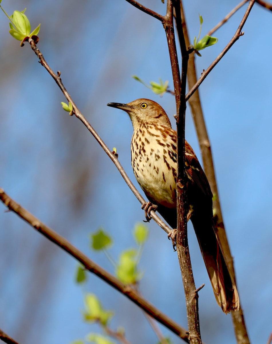 Brown Thrasher - ML616824550