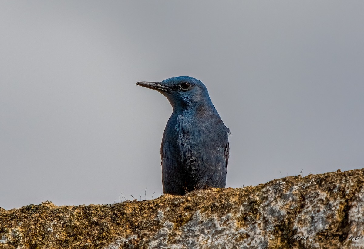 Blue Rock-Thrush - ML616824563