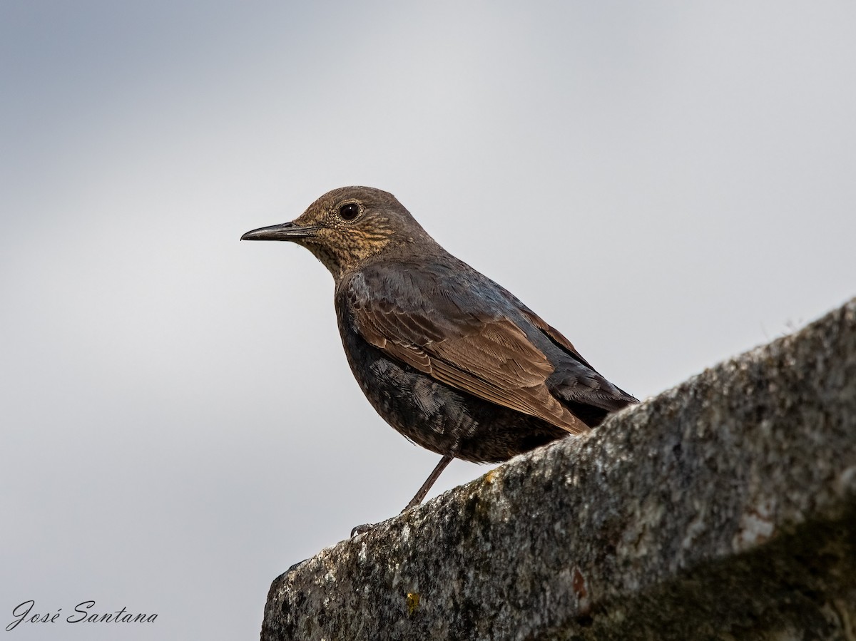 Blue Rock-Thrush - ML616824569