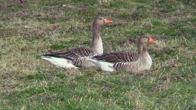 Graylag Goose - ML616824580