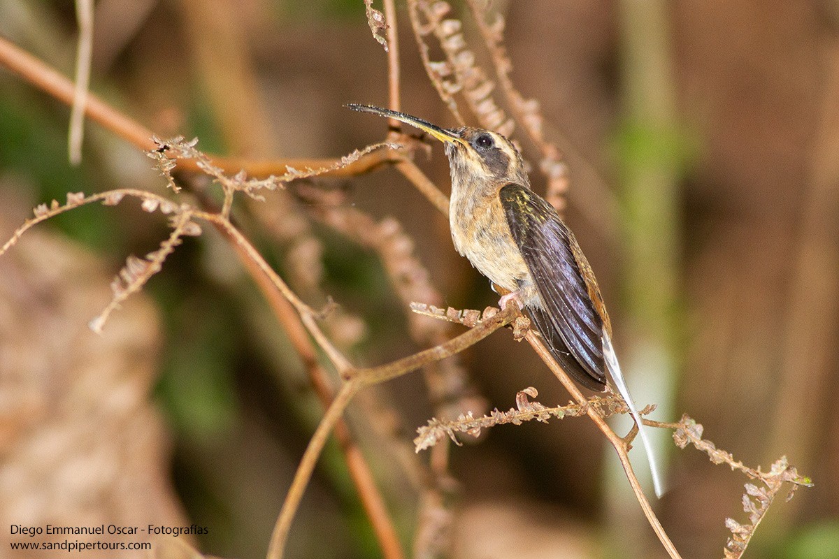 Scale-throated Hermit - ML616824616