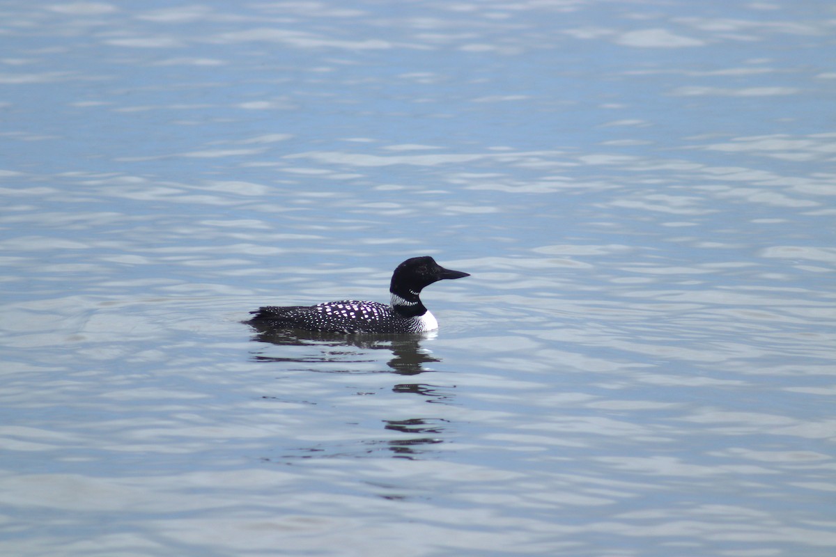 Plongeon huard - ML616824621