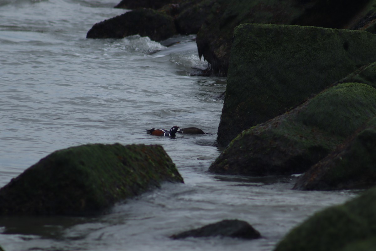 Harlequin Duck - ML616824651