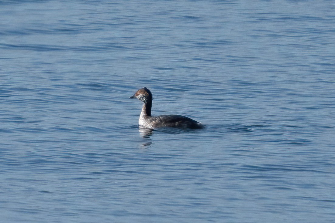 Horned Grebe - ML616824680