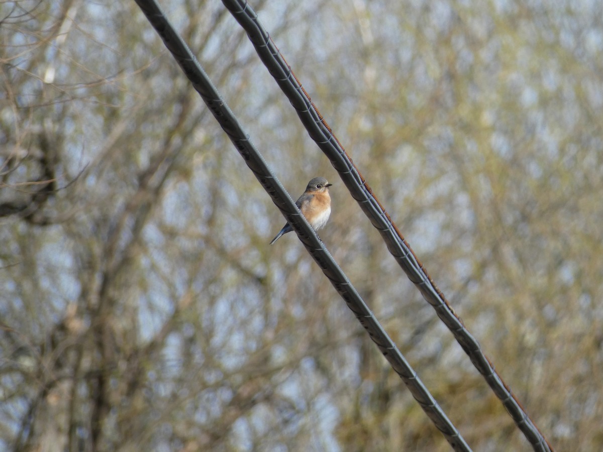 Eastern Bluebird - ML616824706