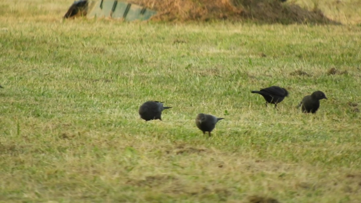 Brewer's Blackbird - ML616824715