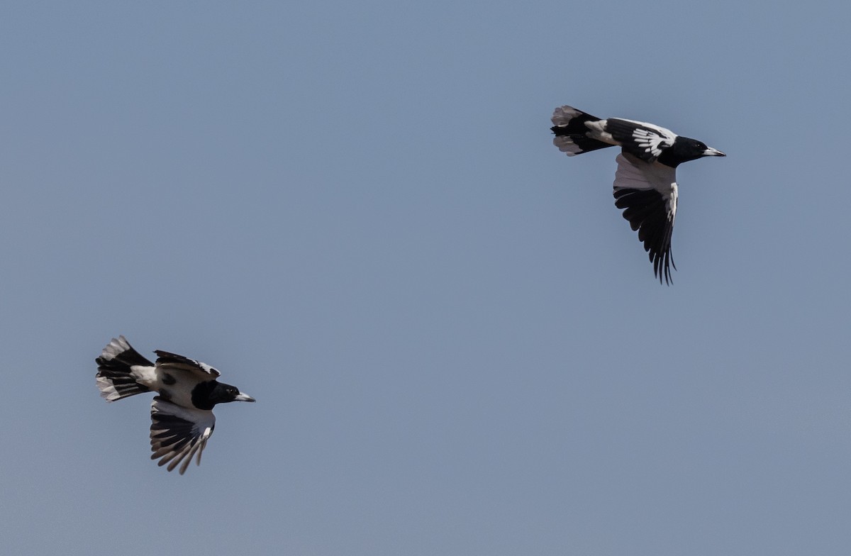 Pied Butcherbird - ML616824731