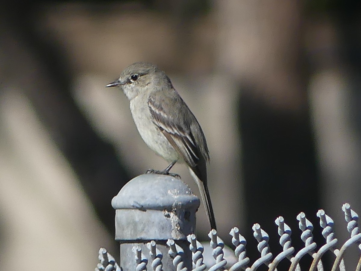 Gray Flycatcher - ML616824749