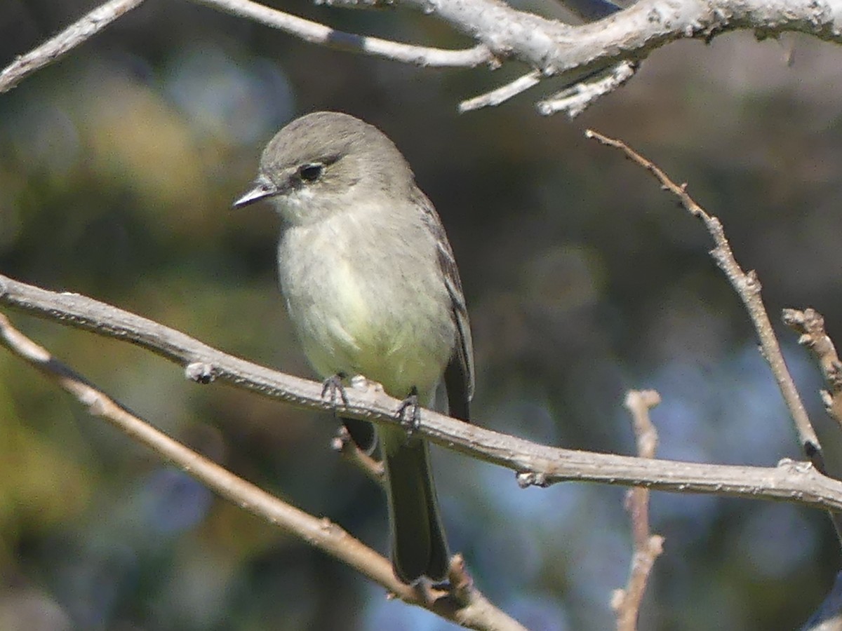 Gray Flycatcher - ML616824753