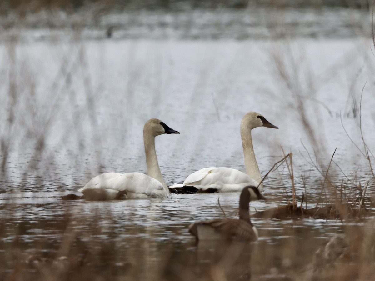 Cygne trompette - ML616824769