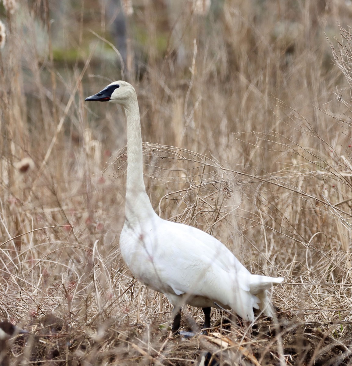 Trumpeter Swan - ML616824770