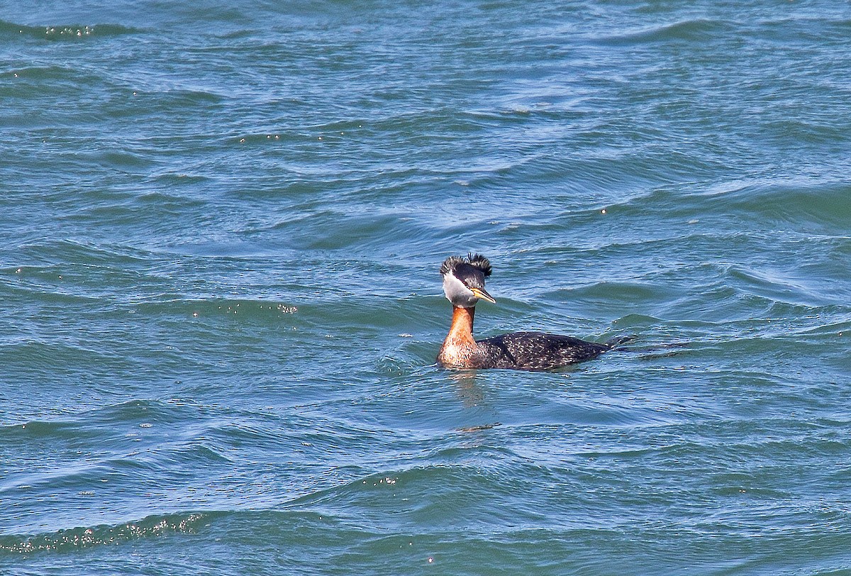 Red-necked Grebe - Mary Bucy