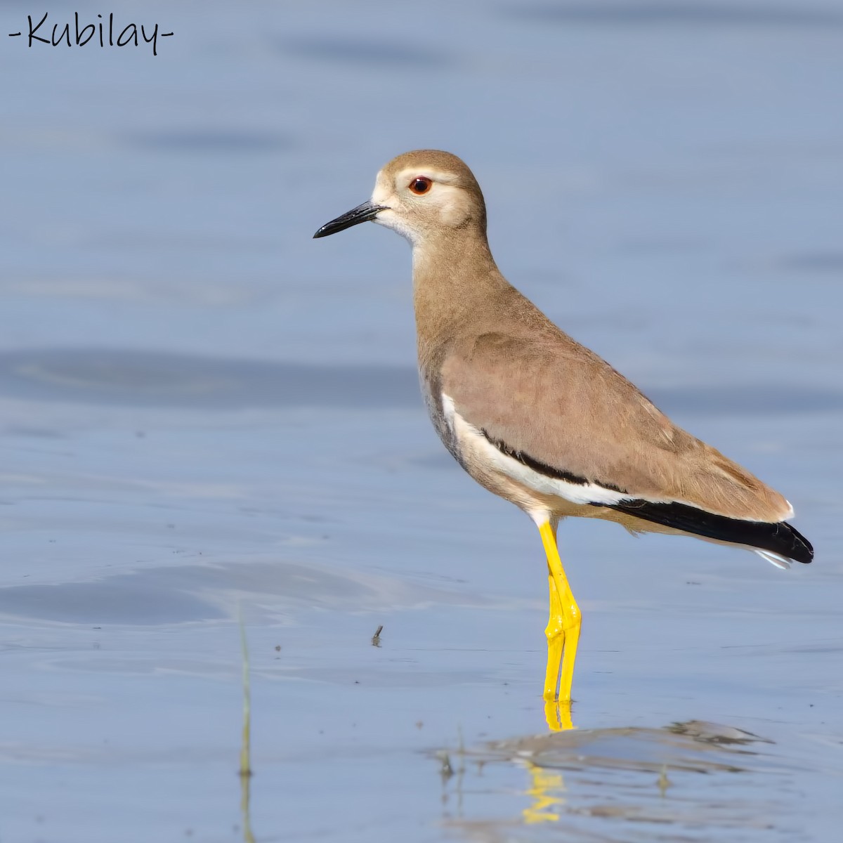 White-tailed Lapwing - ML616824827