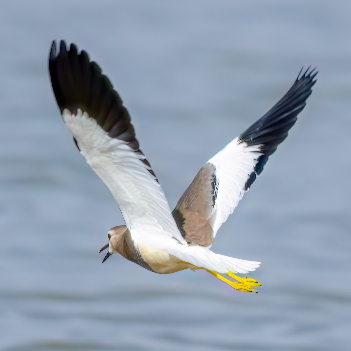 White-tailed Lapwing - ML616824829