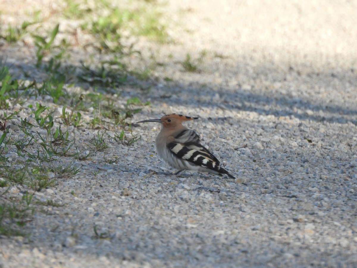 Eurasian Hoopoe - Miroslav Repar