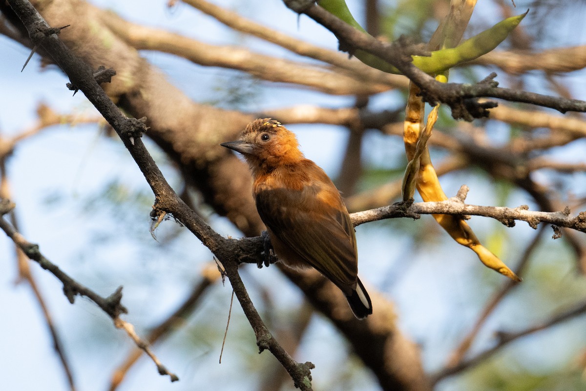 Chestnut Piculet - ML616824890