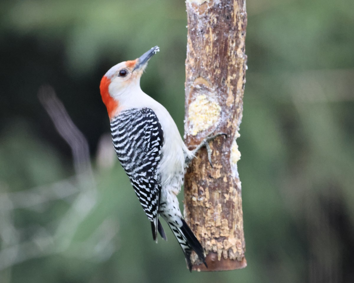 Red-bellied Woodpecker - ML616824899