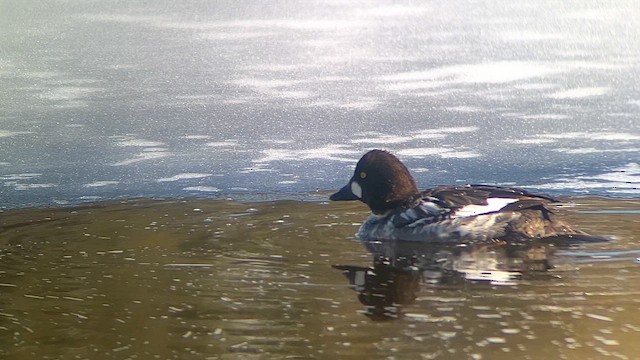 Common Goldeneye - ML616824911