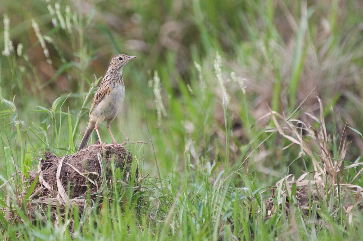 Yellowish Pipit - ML616824933