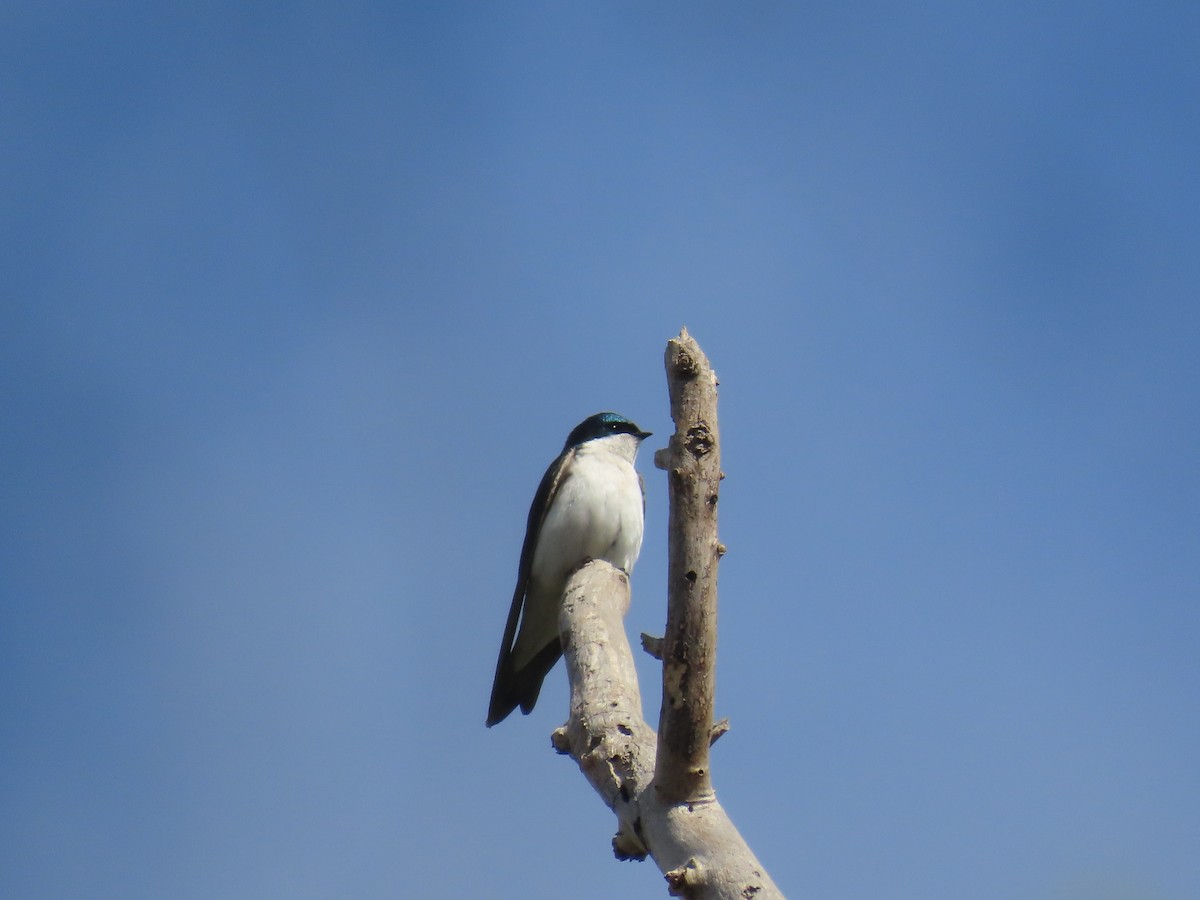 Tree Swallow - ML616824935