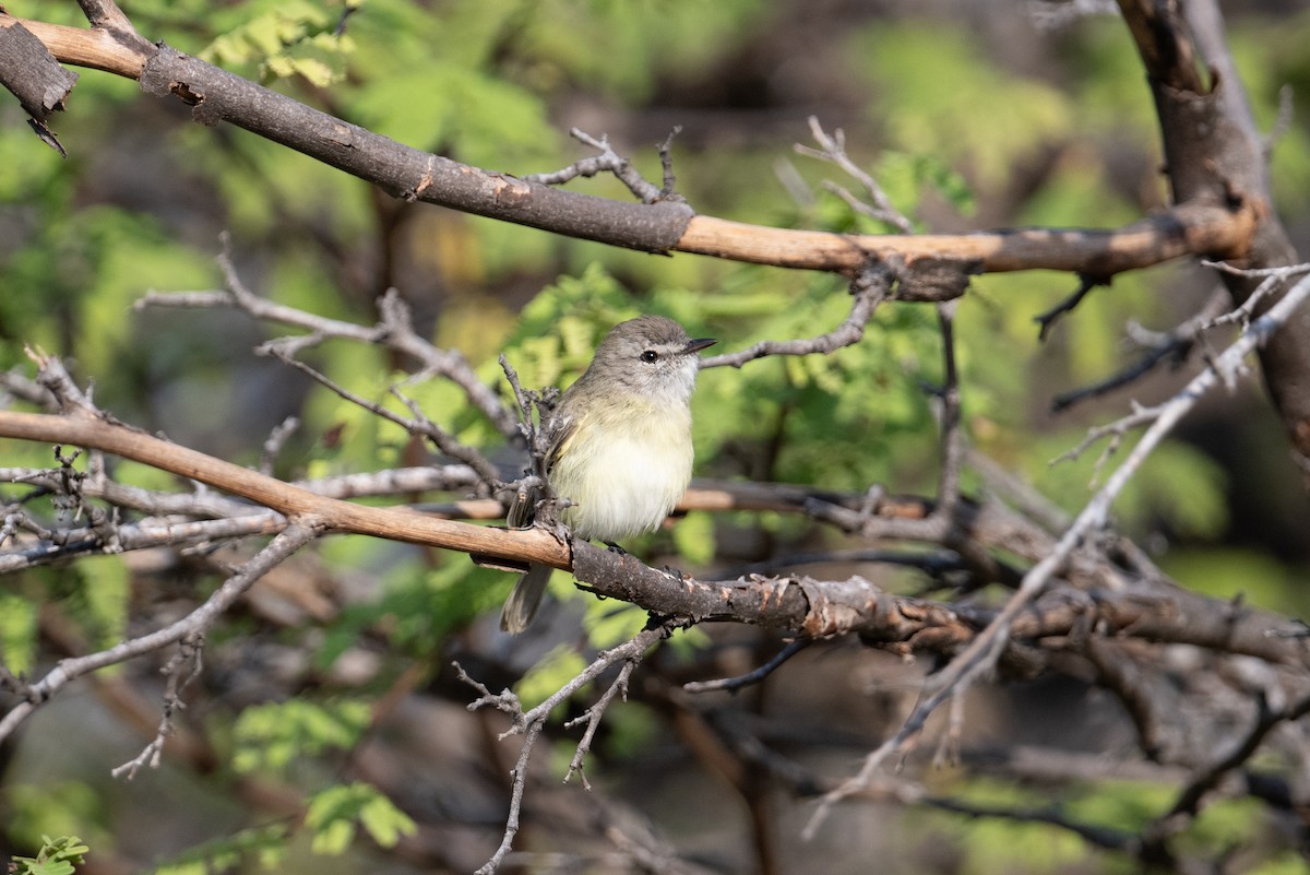 Slender-billed Tyrannulet - ML616824937