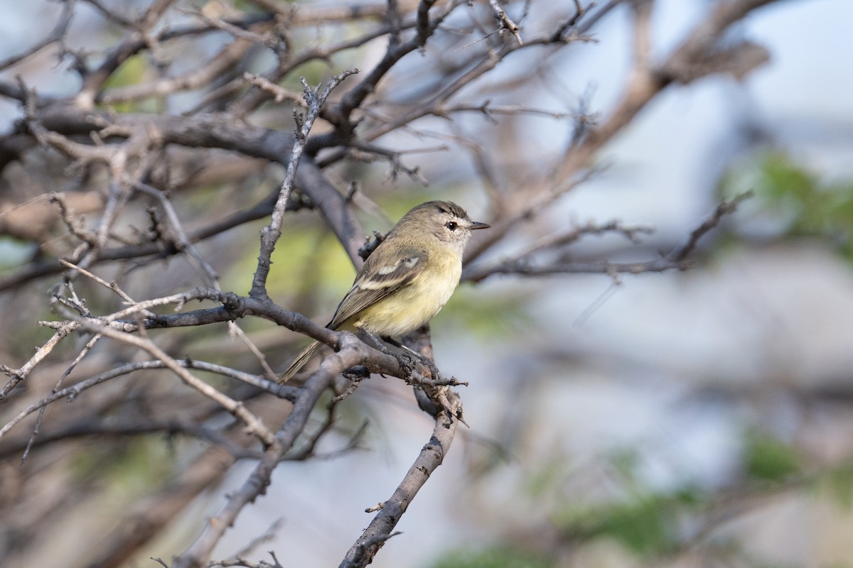 Slender-billed Tyrannulet - ML616824938