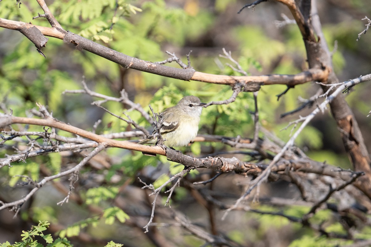 Slender-billed Tyrannulet - ML616824942