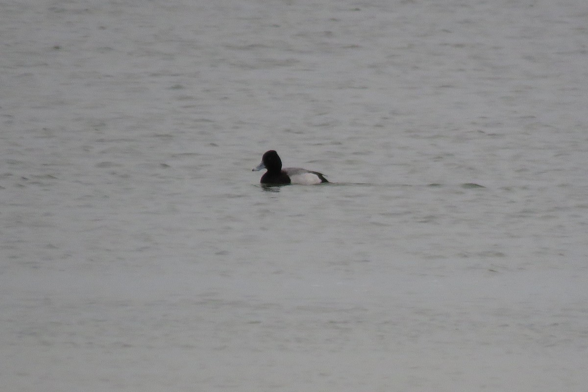 Lesser Scaup - ML616824961