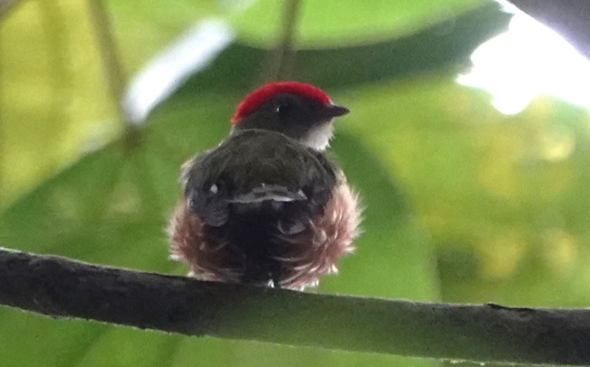 Painted Manakin - Peter Blancher