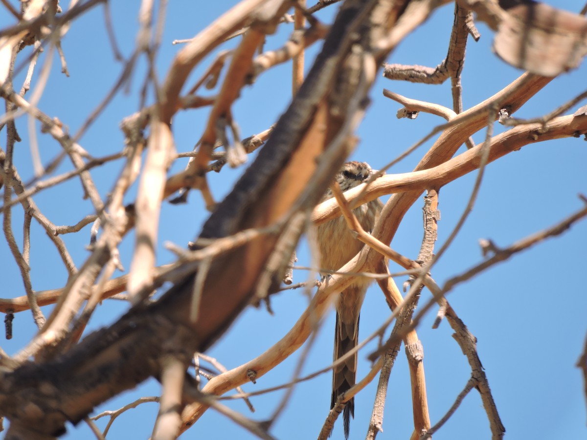 Plain-mantled Tit-Spinetail (berlepschi) - ML616825026