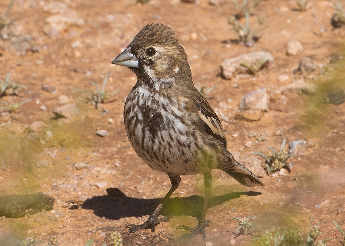 Lark Bunting - Doug Backlund