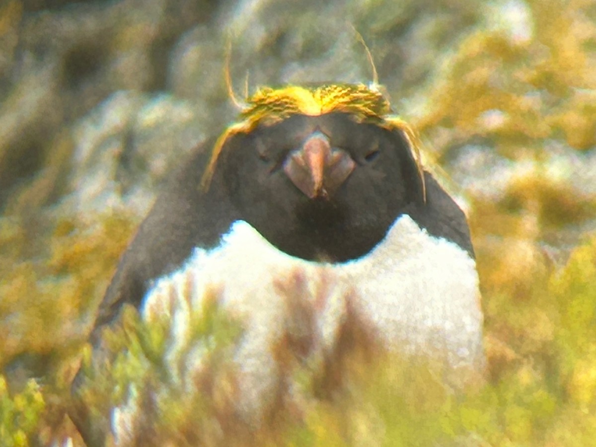 Златохохлый пингвин - ML616825074