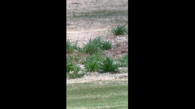 American Golden-Plover - ML616825243