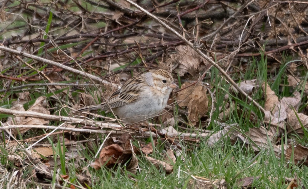 Clay-colored Sparrow - ML616825256