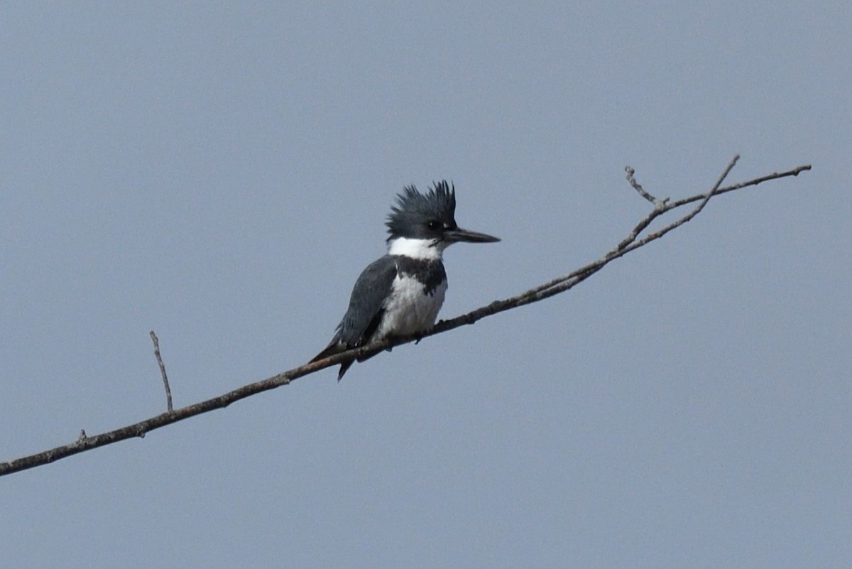 Belted Kingfisher - ML616825291